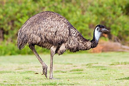 Emu is the second-largest living bird and the national bird of Australia