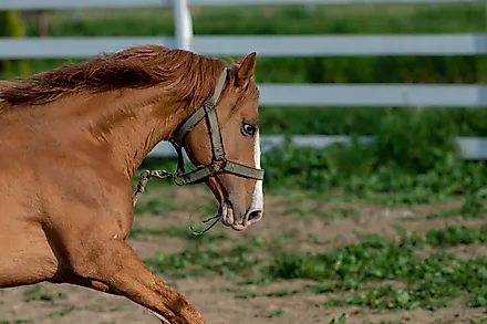 A Karabakh horse