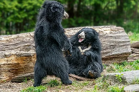 sloth bears while fighting and playing