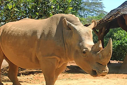 A Sumatran rhino (Dicerorhinus sumatrensis)