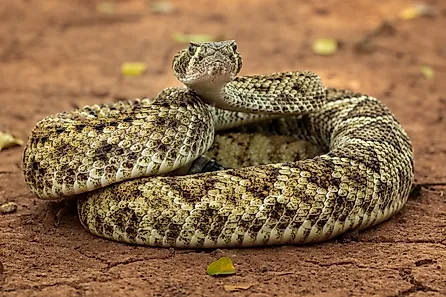The Western diamondback rattlesnake (Crotalus atrox).