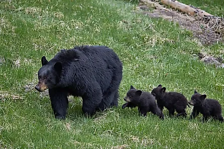 Black bear (ursus americanus) sow and three cubs of the year, yellowstone national park