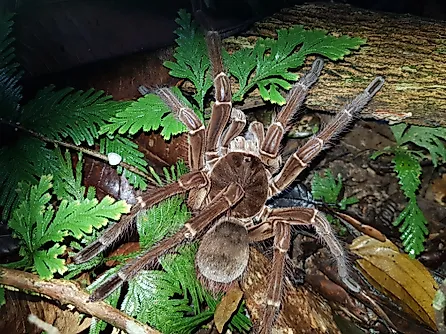 Goliath birdeater (Theraphosa blondi) to the tarantula family Theraphosidae. Near Presidente Figueiredo, Amazon, Brazil