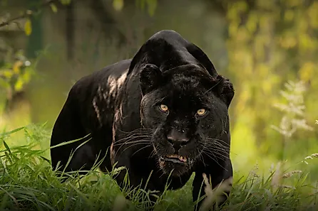 A Black panther. 