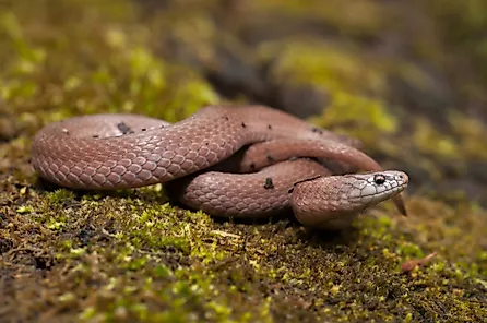 Smooth earth snake
