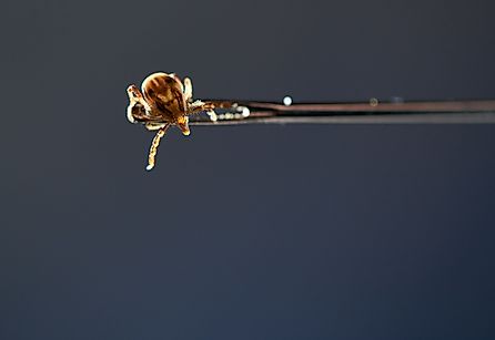 A female Australian Paralysis Tick (Ixodes holocyclus), clinging to the end of a needle, and reaching for a possible escape route. Via Shutterstock / Jude Black