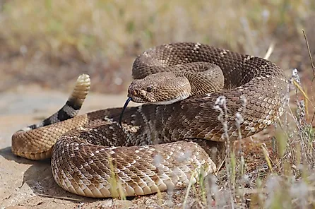 A red diamond rattlesnake in a defensive posture.