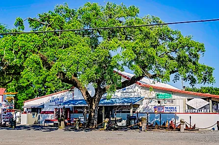 A Southern Live Oak tree stands in front of Marshall Marine Supply in Bayou La Batre, Alabama.