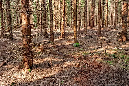 Spruce plantation with almost no undergrowth on the forest floor. 
