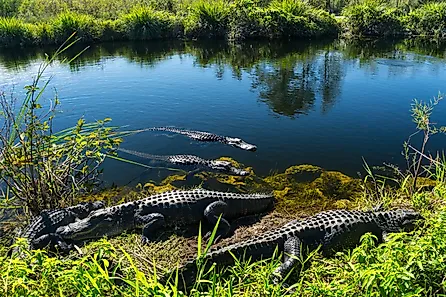 American alligators in the Everglades, Florida.