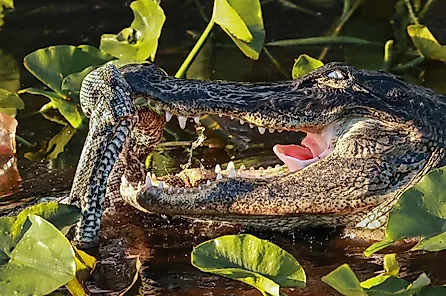 Alligator eating an invasive python in the Florida Everglades. Via Shutterstock / onewildlifer.