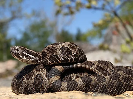 Eastern Massasauga Rattlesnake.