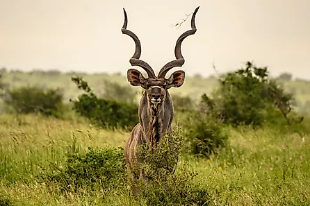 An imposing kudu bull standing stares intently. Via Shutterstock / Robby Holmwood.