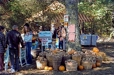 Sweet Potatoes & Pumpkins in Hohenwald, Tennessee, via Richard Melton on Flickr.com