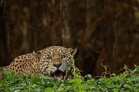 A jaguar 