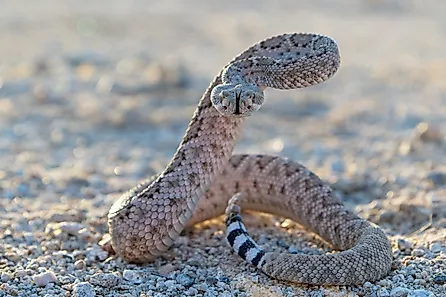 Western Diamondback Rattlesnake (crotalus atrox). 