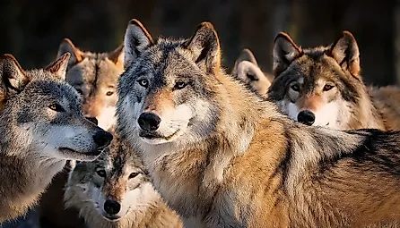 A close up of pack of Gray Wolves. 