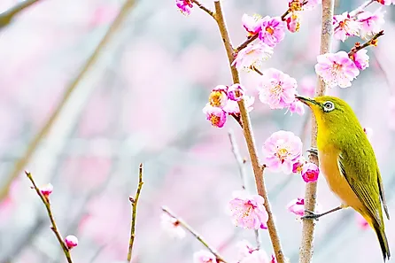 Japanese white-eye.