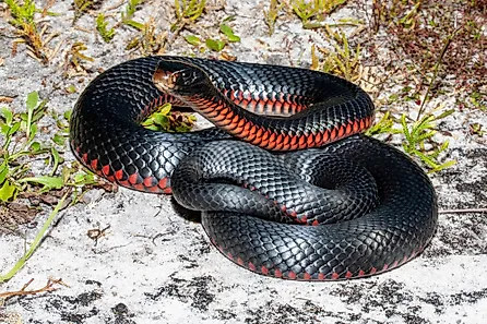 A red-bellied snake (Pseudechis porphyriacus) 