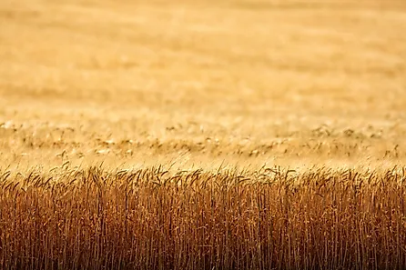 An early morning view of ripe wheat, ready for harvest, in the fertile farm fields of Idaho.