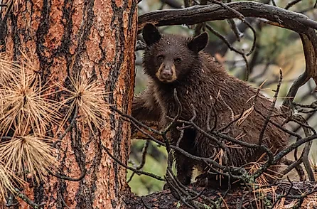 Black Bear Cub in a Pine Tree