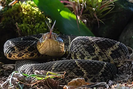 A Central American bushmaster (Lachesis stenophrys)
