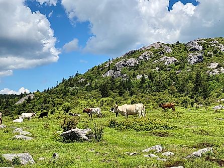 Cattle grazing at Mount Rogers National Recreation Area. Image Credits: Maxwell Brian via Shutterstock