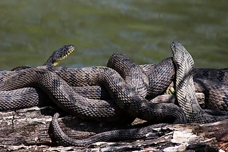 Diamondback water snakes coiled up. 