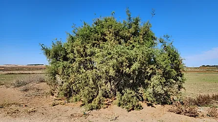 A dense, bushy Tamarix (salt cedar) 