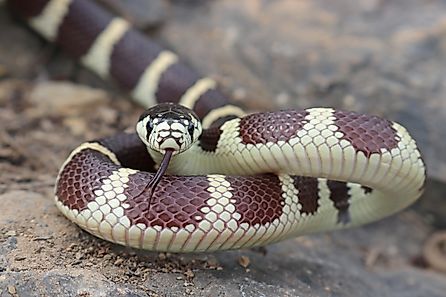California kingsnake.