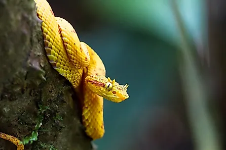 An eyelash viper (Bothriechis schlegelii)