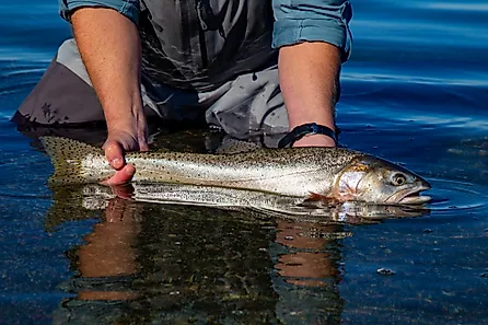 Wild Lahotan cutthroat trout caught and released in Pyramid Lake, Nevada,
