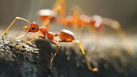 Red ants, often referred to as fire ants, are a group of several species known for their reddish appearance and painful stings.