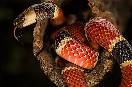 A Costa Rican coral snake (Credit: Luis César Tejo via Shutterstock)