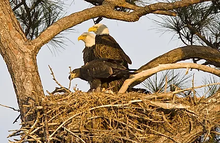A bald eagle family on a tree.
