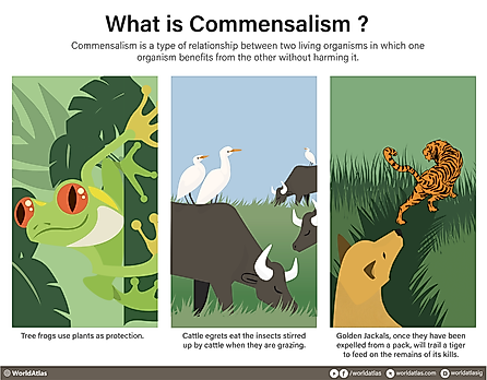 Infographic display of Commensalism with a definition and examples.