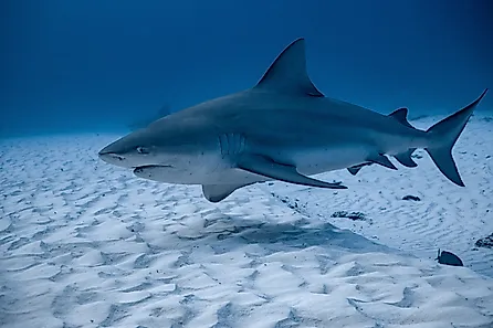 A bull shark (Carcharhinus leucas)