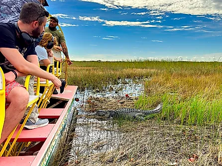 Tourists on an airboat ride looking at an alligator among reeds in the Everglades National Park, Florida. Image credit: Ceri Breeze / Shutterstock.com.