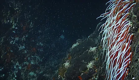Giant Tube Worms Riftia pachyptila thriving at a deep-sea hydrothermal vent in the Mariana Trench. 