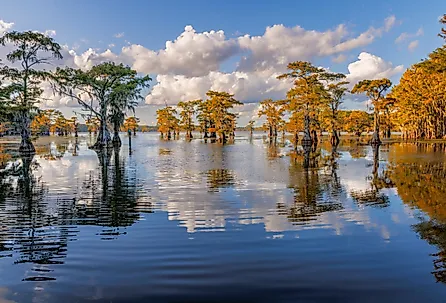 Bald cypress trees, Caddo Lake, Texas.