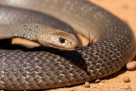 The eastern brown snake, found across Australia, is one of the fastest and most venomous snakes in the world.