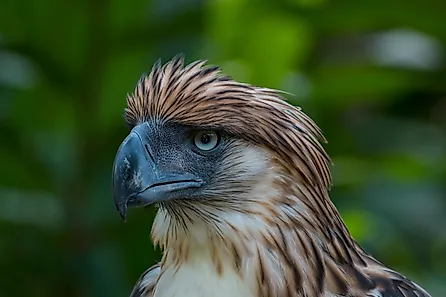 A Philippine eagle (Pithecophaga jefferyi)