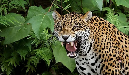 Jaguar in the Amazon Forest