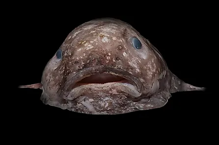 A Smooth-head Blobfish, Psychrolutes marcidus, from off northern New South Wales, June 2017, depth 1000 m. Source: Rob Zugaro / Museums Victoria