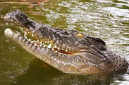 Australian saltwater crocodile head in North Queensland. 