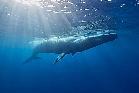 A blue whale in the ocean off the coast of Sri Lanka (Credit: Ajit S N / Shutterstock)