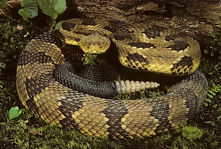 Timber Rattlesnake coiled (Crotalus horridus h.)
