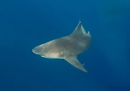 Bull Shark (Carcharhinus leucas)