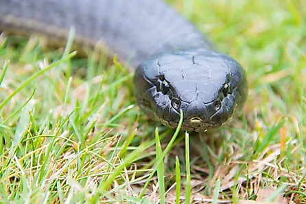 Tiger snake in Tasmania, Australia (Credit: Joel Everard via Shutterstock)