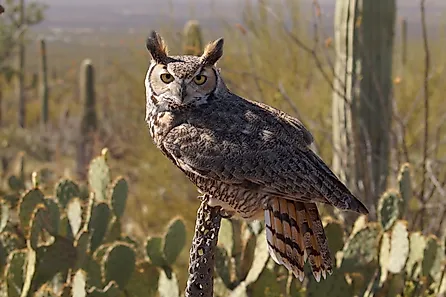 A beautiful great-horned owl in the Sonoran Desert.